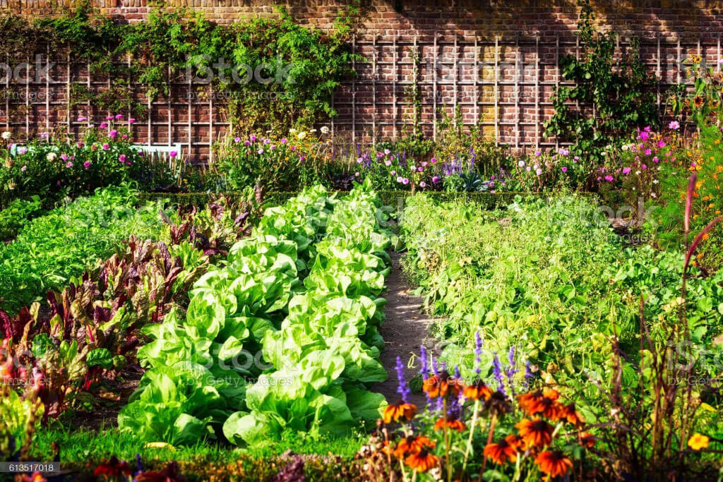 Herbal Garden Plant