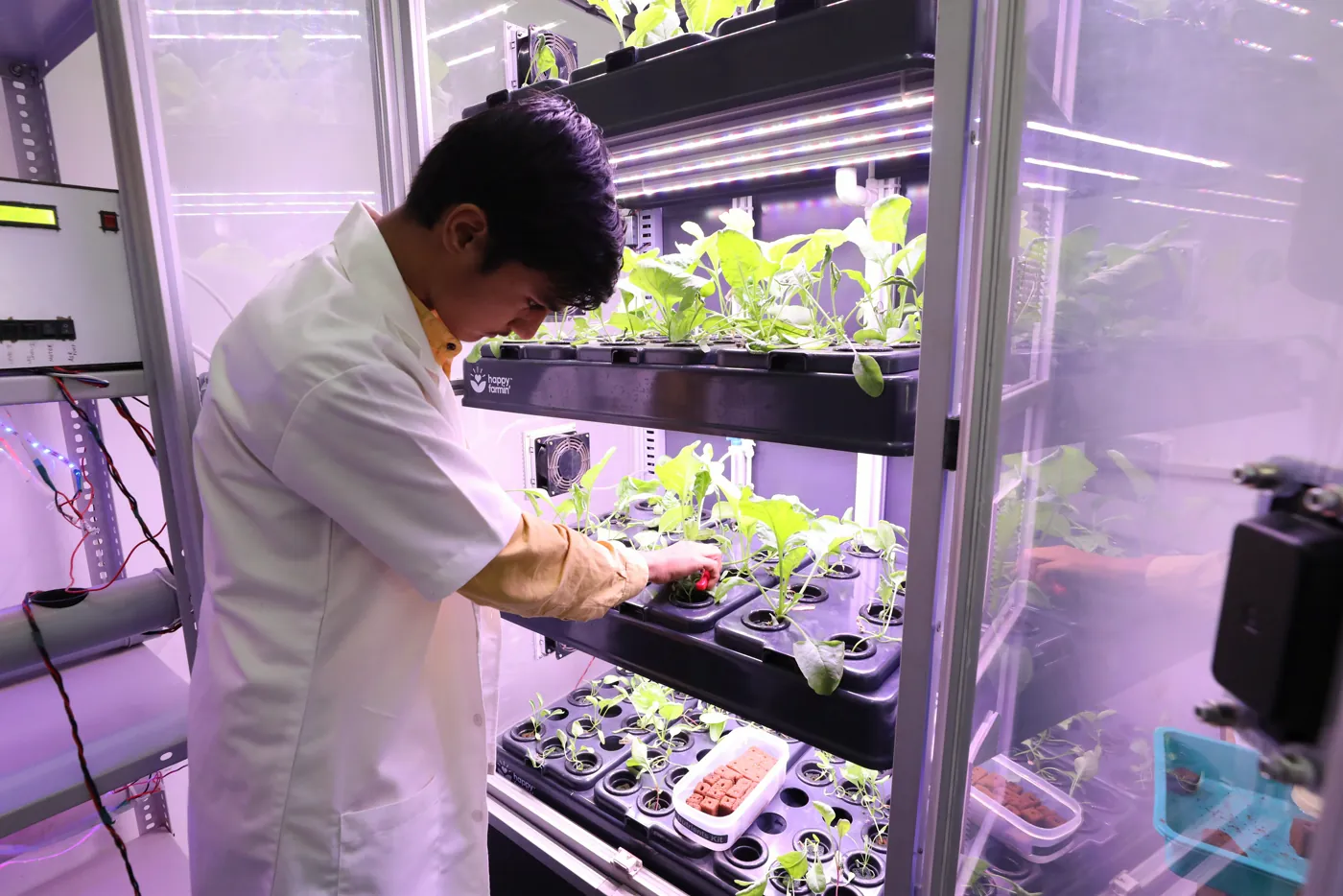 Researcher working with a hydroponic plant growth setup